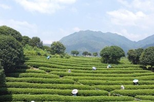 茶叶采摘时间和收获季节（了解茶叶采摘的最佳时间和季节，助你品尝出更好的口感）