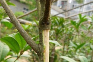 桂花繁殖的方法与技巧（掌握正确的桂花繁殖方式，让花园充满芳香）