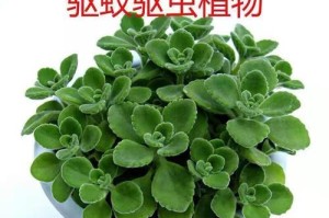 室内驱蚊虫植物盆栽：让家中更健康的选择