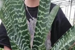 全面了解虎纹花的养护技巧（打造美丽花园的必备秘籍）