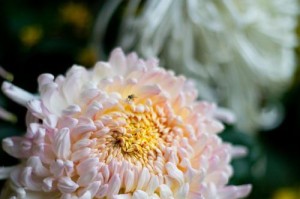 菊花是哪个市的市花（探寻菊花的来历与故事，品味城市的文化底蕴）