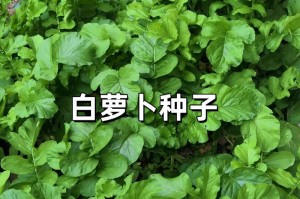 红皮萝卜的种植方法与时间（打造美味健康的萝卜园，3个月大丰收！）