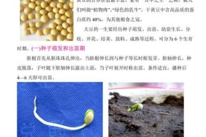 黄豆发芽的全过程