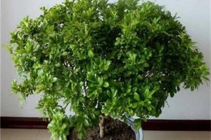 米兰的冬日生活指南（怎样在寒冷的冬天里养护自己和享受冬日乐趣）