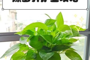 冬天绿萝全部蔫了怎么办？（救活你的绿萝，让它重新焕发生机！）