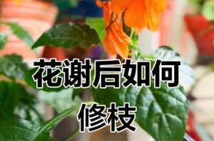 鸢尾花修剪的技巧与方法（打造美丽庭院的必备秘诀）