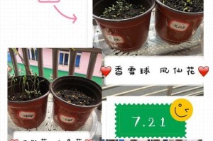 白晶菊种子发芽后的移栽技巧（从种子到花园，白晶菊的成长之路）