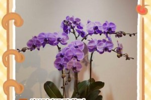 如何挽救只剩两片叶子的蝴蝶兰（蝴蝶兰养护指南｜绿叶再现的秘密）