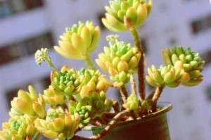 《春萌多肉，如何养萌？》（掌握这些关键技巧，让你的多肉植物充满生机）