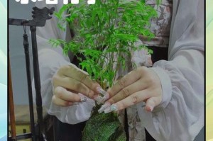 竹子的养护方法（了解竹子的特点，轻松保养）
