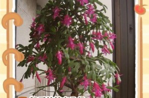 如何养护没根的蟹爪兰（让你的蟹爪兰焕发生机的关键方法）