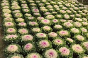 家庭种植羽衣甘蓝的全攻略（如何在家中种植健康美味的羽衣甘蓝）
