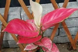 家居风水必备（家养吉利红对风水好吗？吉利红的风水作用解析）