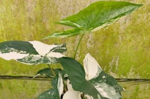 合果芋的移盆与养护技巧（打造健康茁壮的合果芋，从正确的移盆开始）