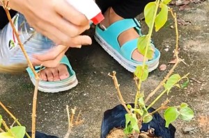 如何正确修剪掉叶的茉莉植株（修剪技巧、工具和最佳时机）