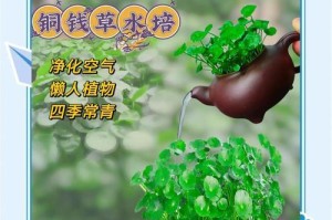 冬季如何养护铜钱草，让其茂盛生长