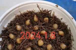 以君子兰的种子怎么种活（宝贝君子兰的成长秘籍）