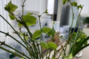 花发芽期的护理要点及方法（如何在花发芽期给予适当的护理和关爱）