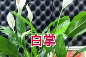 室内白掌凋谢救活全攻略（教你如何挽救凋谢的白掌，拯救它的生命！）