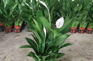 白掌花为何开不出来？（白掌花开放问题的探究与解决）