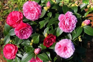 茶花生长速度之探究（一年能长多少？）