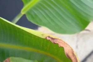 天堂鸟的叶子裂开要剪吗？（探究天堂鸟叶子裂开是否需要修剪的必要性）