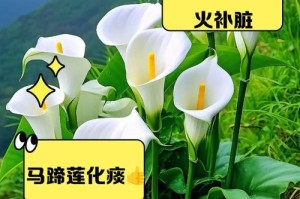 马蹄莲的养殖方法与注意事项（打造美丽水上花园，让马蹄莲盛开不停）