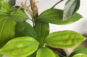 如何正确浇水平安树？（平安树浇水的时间和方法）
