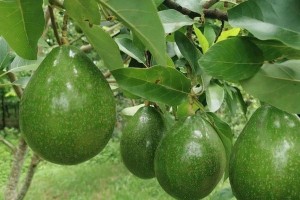牛油果耐寒温度的研究（探索牛油果的适宜生长温度范围）