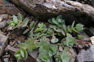 圆叶八宝移植技巧（学习如何正确移植圆叶八宝，让它在新的环境中茁壮成长）