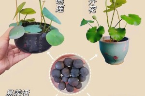 碗莲种子开花的奥秘（从种子到鲜花，揭秘碗莲开花的过程）