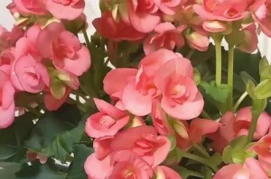 四季海棠的播种及栽培技巧（打造美丽花园的秘籍，从四季海棠开始）