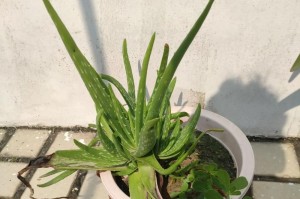 芦荟养殖技巧大揭秘（掌握关键的养殖方法，打造丰收的芦荟园）