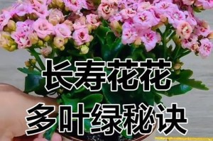 揭秘花朵开花的奥秘（以科学的方法帮助花朵绽放绚丽的生命之花）