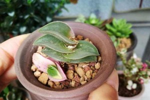 以重扇植物怎么养——打造绿意盎然的室内空间（从选种到养护，一起来探索重扇植物的养殖技巧）
