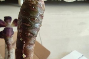 黑法师如何干扰叶子生长？（揭秘黑法师对植物生态的威胁）