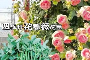 以黑蔷薇花怎么养
