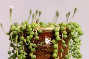 佛珠植物的养殖技巧（打造生机盎然的佛珠植物园）