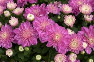 如何让千头菊过一个温暖的冬天（冬季养护技巧与防寒措施）