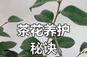 茶花夏季移栽后的养护技巧（打造美丽花园，茶花移栽养护全攻略）