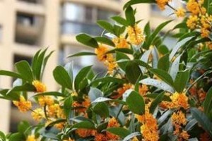 如何选择最佳时机种植优质的桂花种子？（关注天气与土壤，让桂花芬芳四溢）