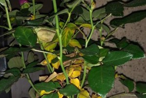 家里不能养月季花的原因（了解月季花的生长环境和特性，选择适合自己的花卉）