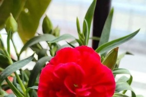 康乃馨开花季节详解（一年四季康乃馨花期及品种介绍）