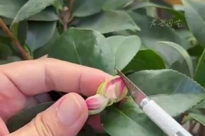 如何处理茶花烂根问题（茶花烂根的原因及有效处理方法）