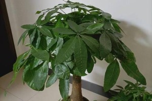 发财树支叶修剪技巧大揭秘（如何让你的发财树支叶长得更好看？）