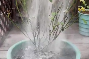 如何正确处理月季花掉叶问题（保护月季花叶的关键措施与技巧）