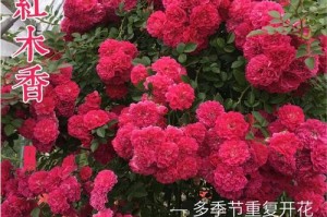 木香花的冬日之落叶（探讨木香花在冬天落叶的原因与影响）