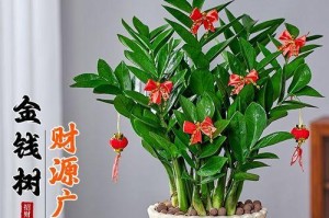 金钱树盆栽的浇水方法（揭秘金钱树盆栽的浇水秘籍，让你的植物更健康长寿）