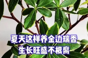 金边瑞的浇水技巧（打造美丽健康的金边瑞，从正确浇水开始）