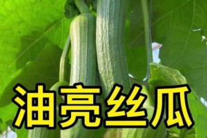 谁说丝瓜不能吃？（揭开丝瓜苦味的秘密，探寻其营养价值。）